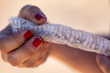 A woman holds a snake's shed skin in her hands. The snake shed its skin as part of its natural growth process. Carrizo Plain National Monument, California, USA