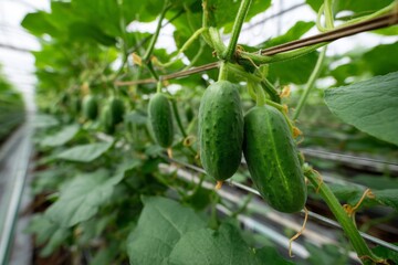 Green Cucumbers Growing on Vines in a Greenhouse