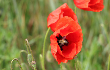 Red poppy flower with bee collecting nectar – close-up in natural field
