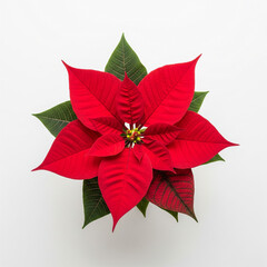 A minimalist arrangement of three large, red Poinsettia bracts, their leaf-like veins visible.