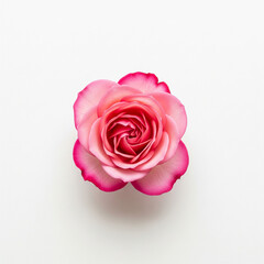 A line of red rose petals that gradually becomes more sparse and seems to fade away.