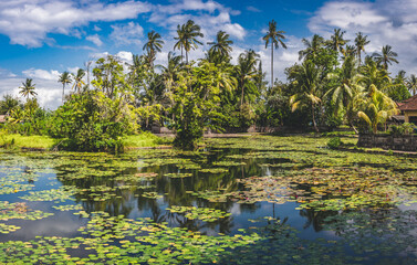 Scenic Tropical Pond Surrounded by Palm Trees in Bali
