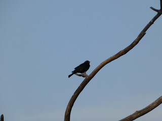 A black bird sits on an old dry branch against a blue sky background