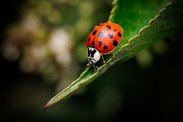 A ladybug is sitting on a leaf. The ladybug is red and black. The leaf is green