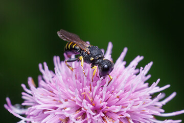 A insect is sitting on a pink flower. The bee is black and yellow. The flower is pink and has a lot of petals