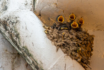 Four hungry swallow chicks with open beaks wait to be fed in their mud nest.