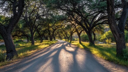 Fototapeta premium Morning light casting long shadows on gravel trail with lush trees around