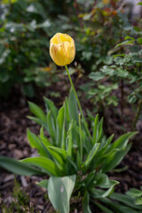 A close-up of a yellow tulip with delicate red streaks on the petals outdoors in the garden. 

