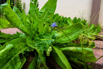 Escarole flower (Cichorium intybus), a vegetable popularly known as chicory, escarole or endive