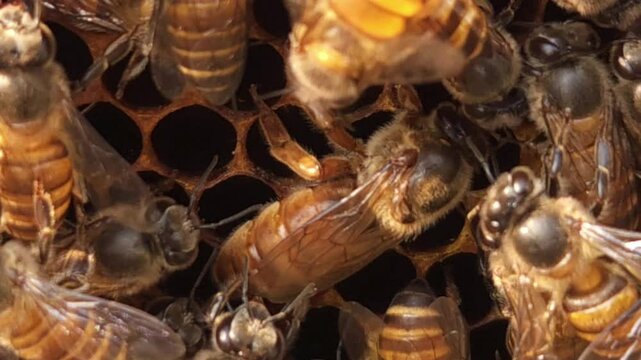 Indian honey bee (Apis cerana indica) colony thrives inside the beehive, macro footage of busy bees working with queen bee in harmony&mdash;collecting nectar, pollen from flowers, storing bee bread in cells