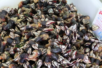  Barnacles, crustaceans, delicacy, seafood Gooseneck barnacles are known in Spain and Portugal