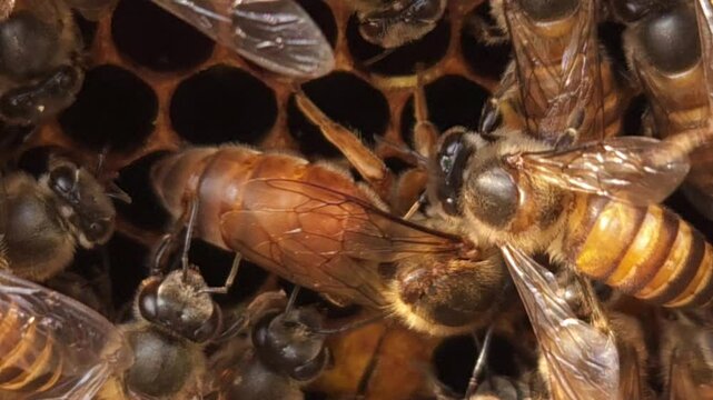Indian honey bee (Apis cerana indica) colony thrives inside the beehive, macro footage of busy bees working with queen bee in harmony&mdash;collecting nectar, pollen from flowers, storing bee bread in cells