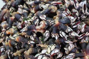  Barnacles, crustaceans, delicacy, seafood Gooseneck barnacles are known in Spain and Portugal