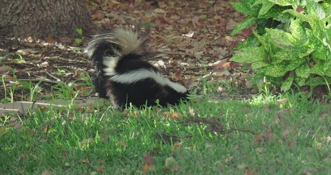 skunk foraging for food in a backyard lawn 