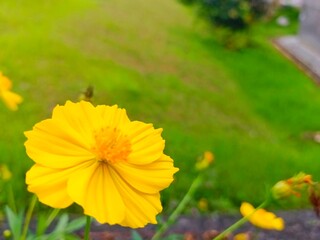 Vibrant Yellow Cosmos Flower in a Lush Green Field: A Serene Botanical Study