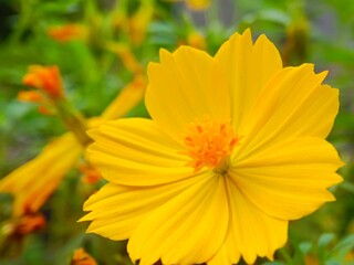 Vibrant Yellow Cosmos: A Close-Up, Sunny Floral Impression