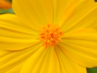 Golden Cosmos Bloom: A Close-Up Study in Vibrant Yellow