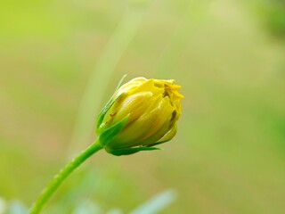 Yellow Cosmos Bud: A Delicate Pastel Bloom in Soft Focus
