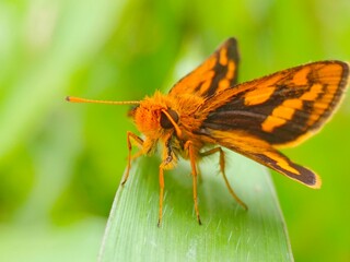 Orange Skipper Butterfly on Green Leaf: A Vibrant Macro Photograph