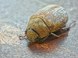Close-up of a Weathered Brown Beetle: A Detailed Macro Photograph