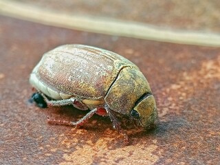 Close-Up of a Pale Brown Beetle on Rustic Surface: A Detailed Macro Photograph