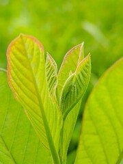 Emerging Guava Leaves: A Vibrant Springtime Close-up