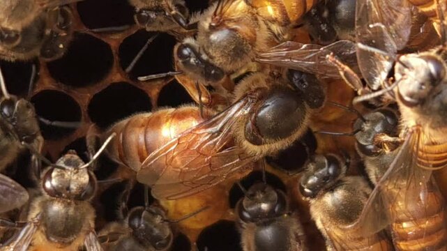 Indian honey bee (Apis cerana indica) colony thrives inside the beehive, macro footage of busy bees working with queen bee in harmony&mdash;collecting nectar, pollen from flowers, storing bee bread in cells