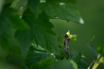 Green unripe berries of currant on the plant with green leaves. 
