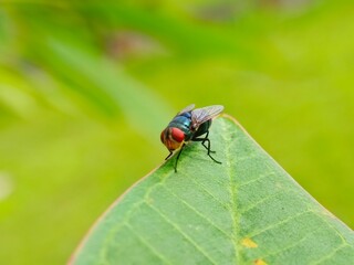 Green Bottle Fly on Leaf: A Vibrant Macro Shot