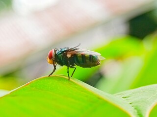 Green Fly on a Vibrant Leaf: A Close-Up Macro Shot