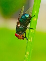 Vibrant Green Fly on a Blade of Grass: A Close-Up Macro Shot