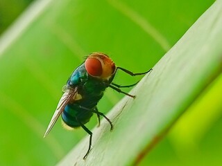 Vibrant Green Fly on Leaf: A Close-Up Macro Study