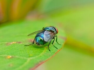 Vibrant Green Fly on Leaf: A Close-Up Macro Photography