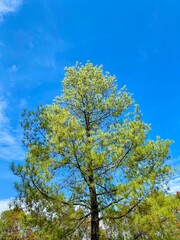 Lush Pine Tree Against a Clear Blue Sky