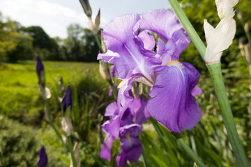 Deutsche Schwertlilie (Iris × germanica)