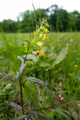 Wiesen-Wachtelweizen (Melampyrum pratense)