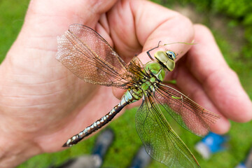 Grosse Königslibelle (Anax imperator)