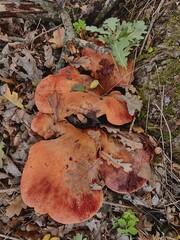 Fistulina hepatica. Autumn forest. Collect mushrooms in the forest. Red mushrooms on the stumps covered with moss. Green moss on trees. Forest mushrooms. Rest in the forest. Warm autumn. Wild mushroom