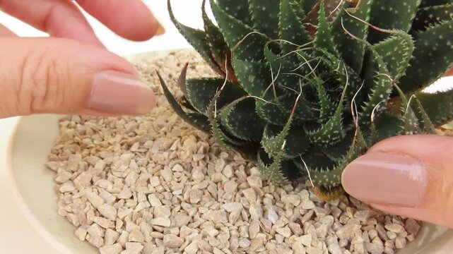 Video closeup of an aloe aristata plant (also known as lace aloe) white limestone gravel and woman hands putting some expanded clay balls beside it. Rustic wooden surface.