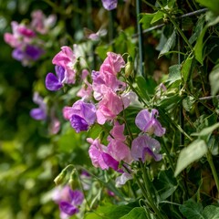 a patch of sweet pea flowers with delicate pink and purple petals climbing up a trellis surrounded by green foliage