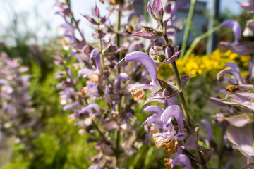 Muskatellersalbei (Salvia sclarea), auch Muskat-Salbei