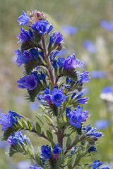gewoehnlicher Natternkopf (Echium vulgare)