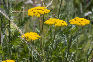 Goldgarbe (Achillea filipendulina)