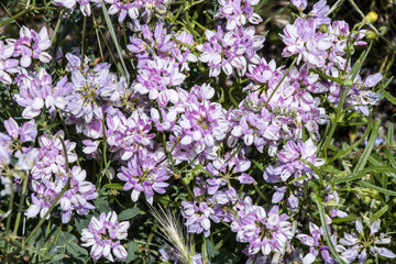 Bunte Kronwicke (Securigera varia)