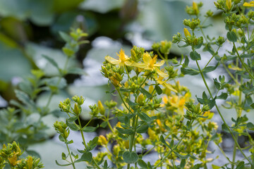 Echtes Johanniskraut (Hypericum perforatum)