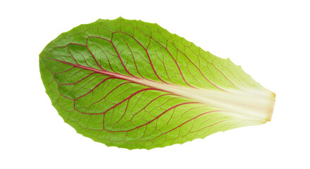 Obraz premium Vibrant Green Lettuce Leaf with Striking Red Veins and Textured Surface