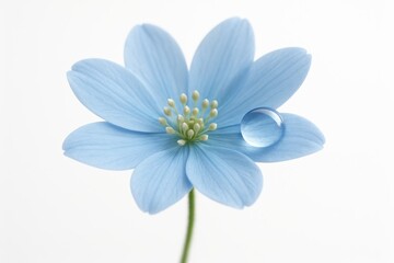 Fototapeta premium Blue Flower with Dewdrop Isolated on White Background for Botanical Design