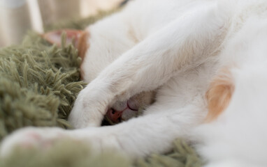 窓辺で眠る可愛い猫　茶トラ白	