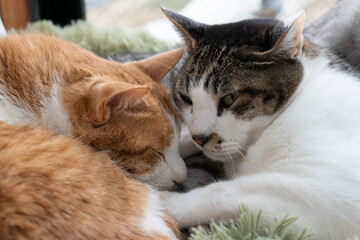 窓辺で眠る可愛い二匹の猫	