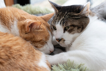 窓辺で眠る可愛い二匹の猫	